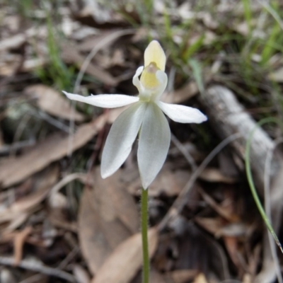 Caladenia sp. (A Caladenia) at Gungahlin, ACT - 27 Sep 2016 by CedricBear