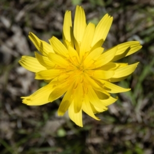 Microseris walteri at Sutton, NSW - 28 Sep 2016