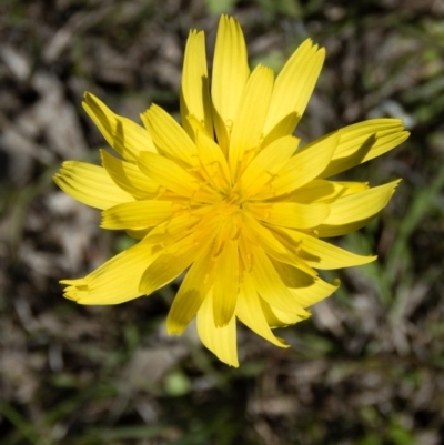 Microseris walteri (Yam Daisy, Murnong) at Mulligans Flat - 28 Sep 2016 by CedricBear