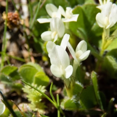 Trifolium subterraneum (Subterranean Clover) at Gungahlin, ACT - 28 Sep 2016 by CedricBear