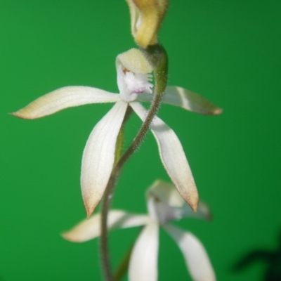 Caladenia ustulata (Brown Caps) at Bruce, ACT - 28 Sep 2016 by MichaelMulvaney