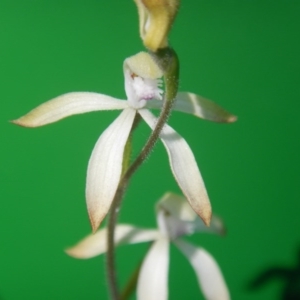 Caladenia ustulata at Bruce, ACT - 28 Sep 2016