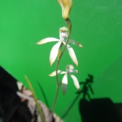 Caladenia ustulata at Bruce, ACT - 28 Sep 2016