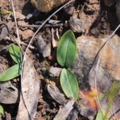 Chiloglottis sp. (A Bird/Wasp Orchid) at Point 5078 - 28 Sep 2016 by petersan