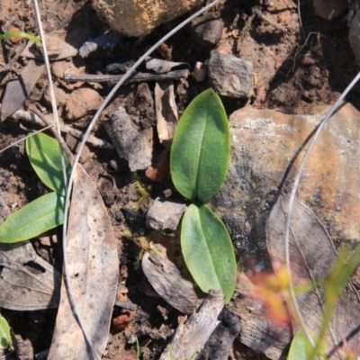 Chiloglottis sp. (A Bird/Wasp Orchid) at Black Mountain - 28 Sep 2016 by petersan