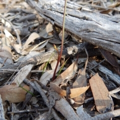 Caleana minor (Small Duck Orchid) at Aranda, ACT - 28 Sep 2016 by CathB