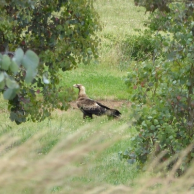 Aquila audax (Wedge-tailed Eagle) at Molonglo Valley, ACT - 17 Nov 2015 by AndyRussell