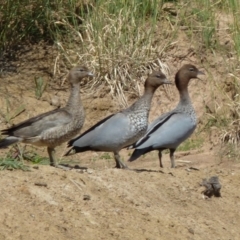 Chenonetta jubata (Australian Wood Duck) at Molonglo Valley, ACT - 30 Dec 2010 by AndyRussell