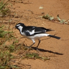 Grallina cyanoleuca (Magpie-lark) at Molonglo Valley, ACT - 15 Feb 2016 by AndyRussell