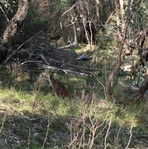 Notamacropus rufogriseus at Kambah, ACT - 29 Sep 2016