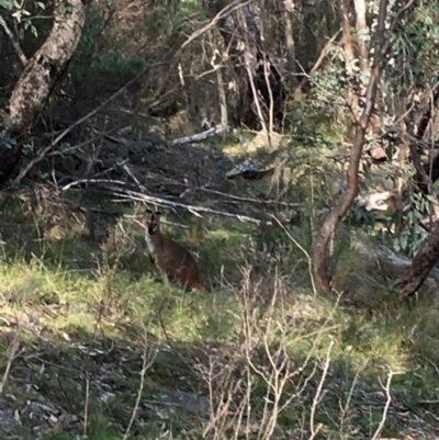 Notamacropus rufogriseus (Red-necked Wallaby) at Mount Taylor - 29 Sep 2016 by fish6