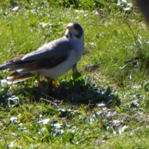 Manorina melanocephala at Molonglo Valley, ACT - 14 Jul 2016