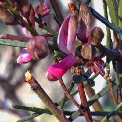 Indigofera adesmiifolia (Tick Indigo) at Wandiyali-Environa Conservation Area - 29 Sep 2016 by Wandiyali