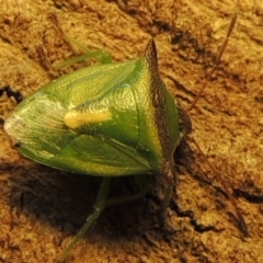 Cuspicona stenuella (Shield bug) at Conder, ACT - 10 Sep 2015 by MichaelBedingfield