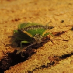 Cuspicona stenuella at Conder, ACT - 10 Sep 2015 11:49 AM