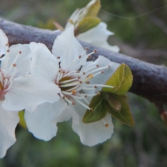 Prunus cerasifera (Cherry Plum) at Paddys River, ACT - 28 Sep 2016 by MichaelBedingfield