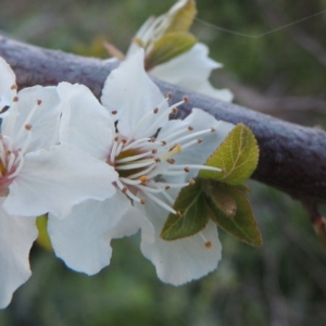 Prunus cerasifera at Paddys River, ACT - 28 Sep 2016 07:24 PM