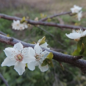 Prunus cerasifera at Paddys River, ACT - 28 Sep 2016 07:24 PM