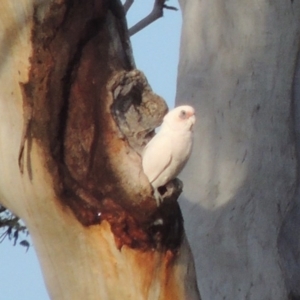 Cacatua sanguinea at Tharwa, ACT - 28 Sep 2016 06:35 PM