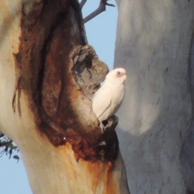 Cacatua sanguinea (Little Corella) at Tharwa, ACT - 28 Sep 2016 by MichaelBedingfield