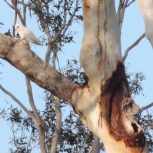 Cacatua sanguinea at Tharwa, ACT - 28 Sep 2016