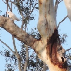 Cacatua sanguinea at Tharwa, ACT - 28 Sep 2016