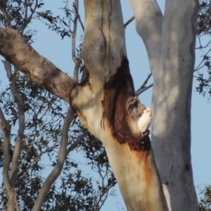 Cacatua sanguinea at Tharwa, ACT - 28 Sep 2016