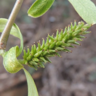 Salix babylonica (Weeping Willow) at Paddys River, ACT - 28 Sep 2016 by MichaelBedingfield