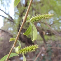 Salix babylonica at Paddys River, ACT - 28 Sep 2016