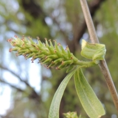 Salix babylonica at Paddys River, ACT - 28 Sep 2016