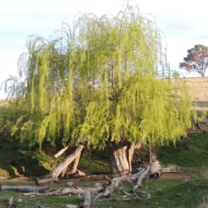Salix babylonica at Paddys River, ACT - 28 Sep 2016
