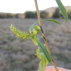 Salix babylonica at Paddys River, ACT - 28 Sep 2016 07:12 PM