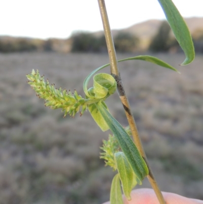 Salix babylonica (Weeping Willow) at Paddys River, ACT - 28 Sep 2016 by michaelb