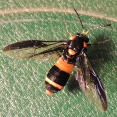 Pterygophorus cinctus (Bottlebrush sawfly) at Paddys River, ACT - 23 Jan 2016 by michaelb