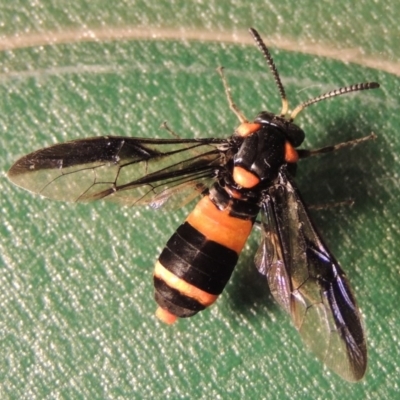 Pterygophorus cinctus (Bottlebrush sawfly) at Point Hut to Tharwa - 23 Jan 2016 by michaelb