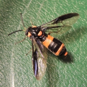 Pterygophorus cinctus at Paddys River, ACT - 23 Jan 2016 08:44 PM