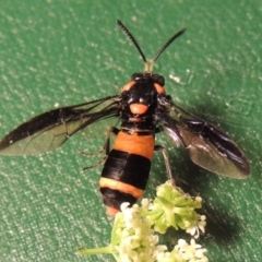 Pterygophorus cinctus at Paddys River, ACT - 23 Jan 2016 08:44 PM