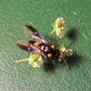 Pterygophorus cinctus at Paddys River, ACT - 23 Jan 2016 08:44 PM