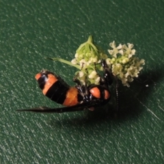 Pterygophorus cinctus at Paddys River, ACT - 23 Jan 2016