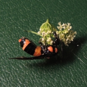 Pterygophorus cinctus at Paddys River, ACT - 23 Jan 2016 08:44 PM