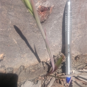 Calochilus sp. at Point 4242 - 27 Sep 2016