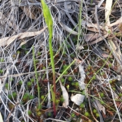 Diuris sp. (A Donkey Orchid) at Black Mountain - 27 Sep 2016 by gregbaines