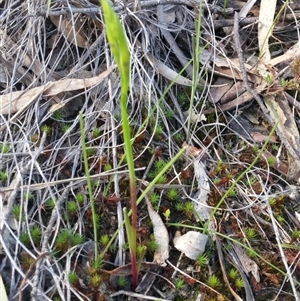 Diuris sp. at Point 3506 - suppressed