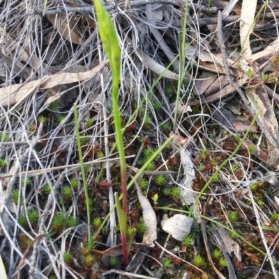 Diuris sp. (A Donkey Orchid) at Black Mountain - 27 Sep 2016 by gregbaines