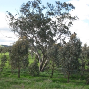 Eucalyptus albens at Denman Prospect, ACT - 30 Sep 2016