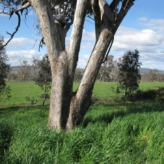 Eucalyptus albens at Denman Prospect, ACT - 30 Sep 2016