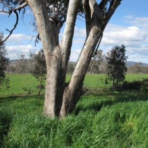 Eucalyptus albens at Stromlo, ACT - 30 Sep 2016