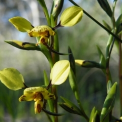 Diuris nigromontana (Black Mountain Leopard Orchid) at O'Connor, ACT - 27 Sep 2016 by Ryl