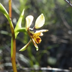 Diuris nigromontana at O'Connor, ACT - suppressed