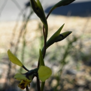 Diuris nigromontana at O'Connor, ACT - suppressed